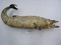 藏品(幼鯨)的圖片